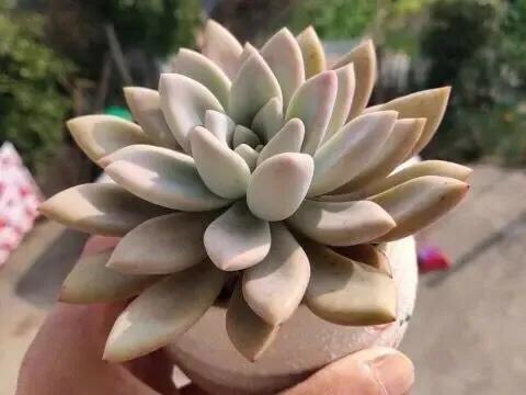 家里养的多肉长大了怎么办,家里的多肉土干的很快