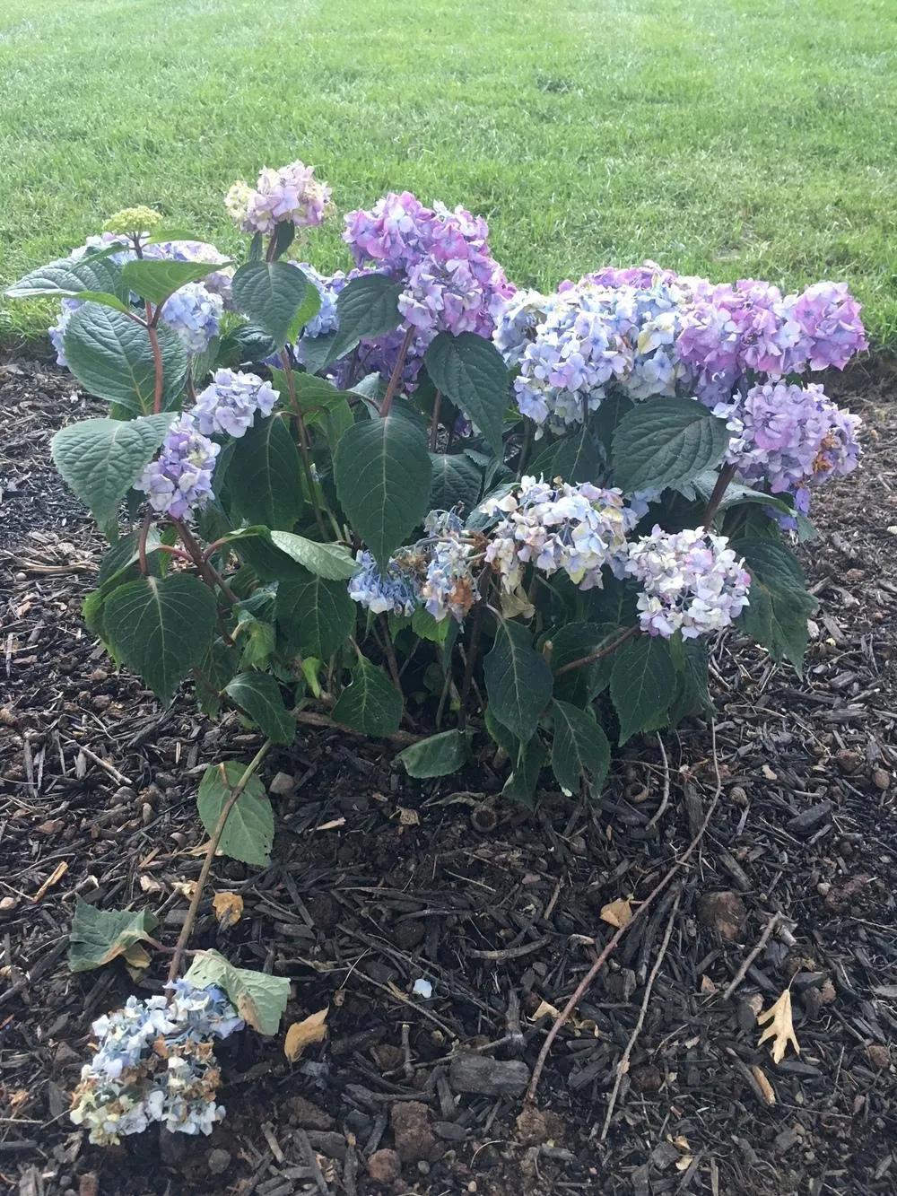 春季绣球叶子发皱怎么回事,夏季绣球老叶子都干枯怎么处理