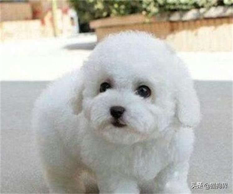 狗狗大了不怎么爱吃饭怎么回事,狗狗大了不回家怎么办