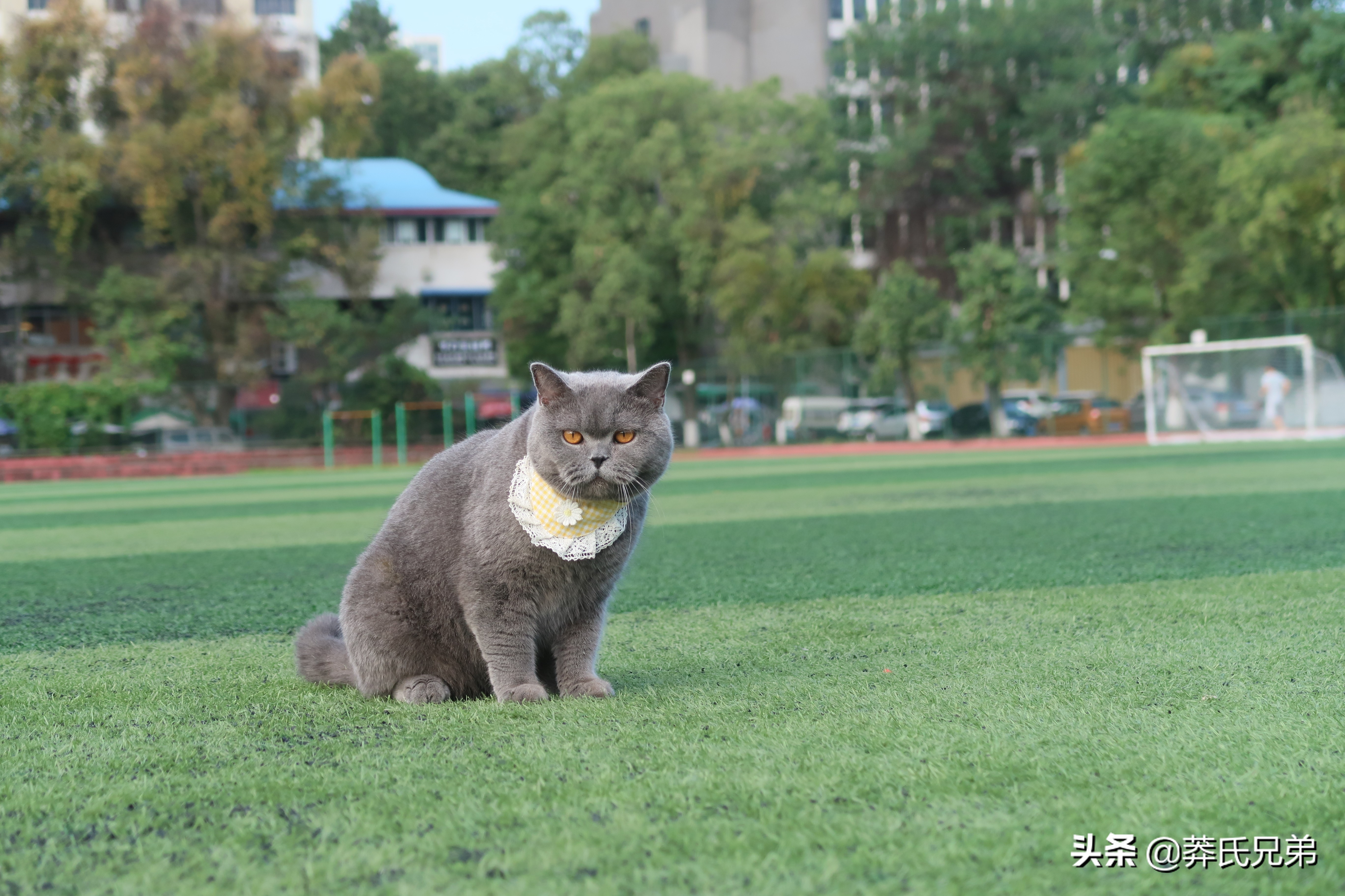带猫去打篮球,带小猫咪去球场