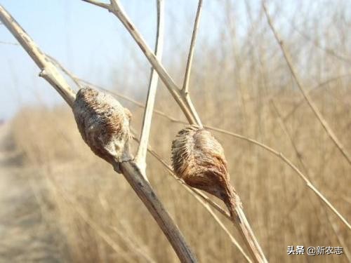 农村什么野草能利尿,农村什么草能治尿少