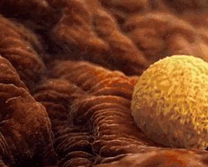 做女人有多难：说不定哪次月经就是一次不知不觉的流产