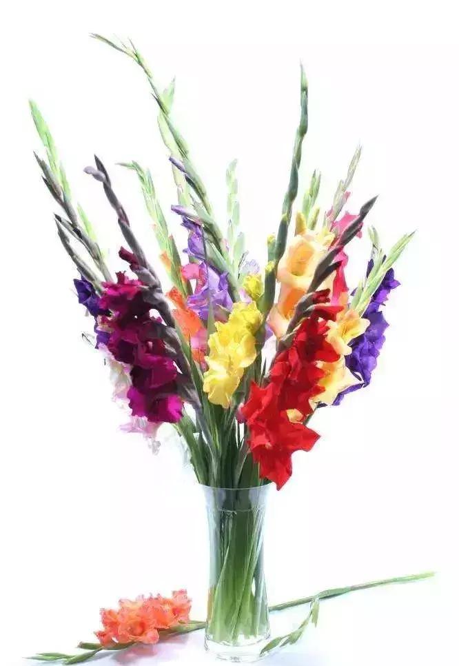 母亲节康乃馨一般送多少朵,母亲节送妈妈一束康乃馨