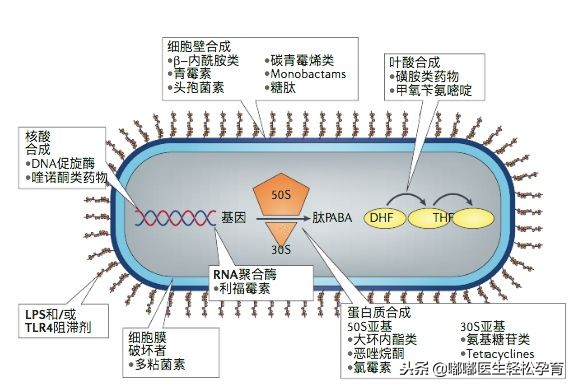 抗生素用一次就不用了,没有使用任何抗生素