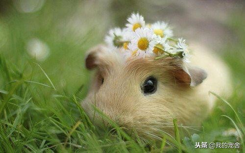 仓鼠从笼子里逃出来如何更快找到,仓鼠逃跑后应该怎样快速找到它