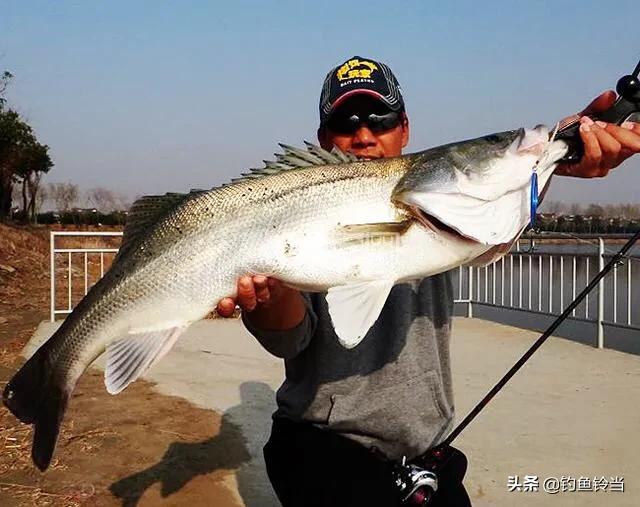 如何野钓海鲈鱼技巧和方法,海鲈鱼垂钓方法和技巧