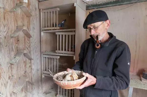 赛鸽要什么样的鸽子才好,养鸽子选什么品种的鸽子最好