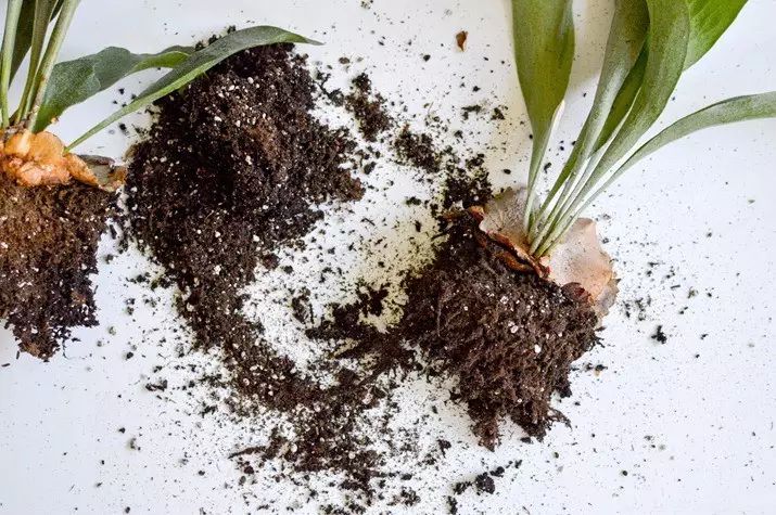 置爱｜植物1.0是种在盆儿里的，植物2.0都趴在墙上的