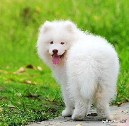 养一只萨摩狗是好还是不好,养一只萨摩需要买什么