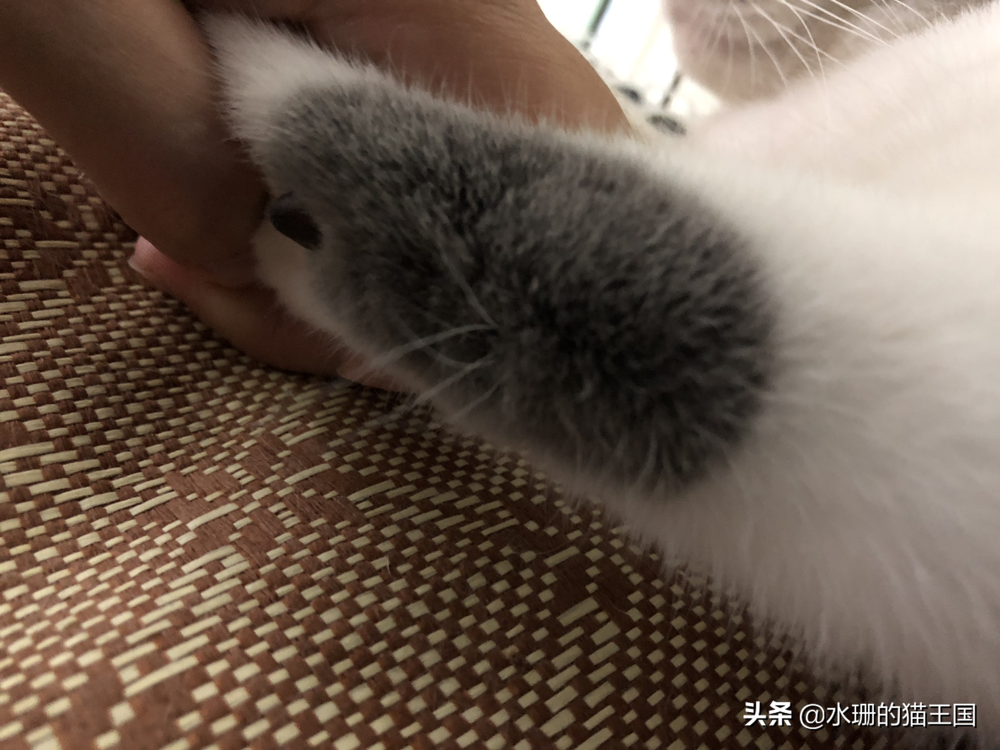 猫腿上长胡子了?猫咪到底有多少胡须?猫胡须详解