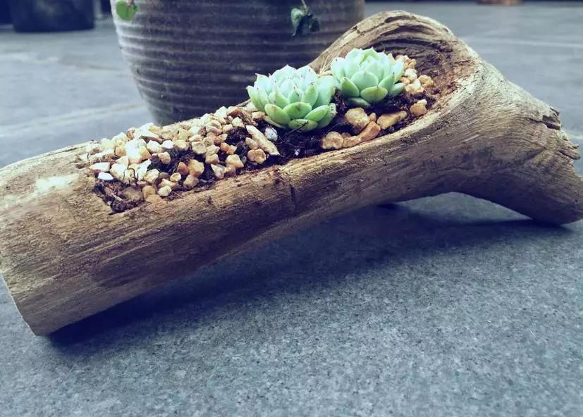 这些废品不要扔都是养花的宝贝,不要的洞洞鞋