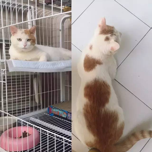 她救下一只得皮肤病脾气巨差的猫咪，花了两个月变身软萌美喵