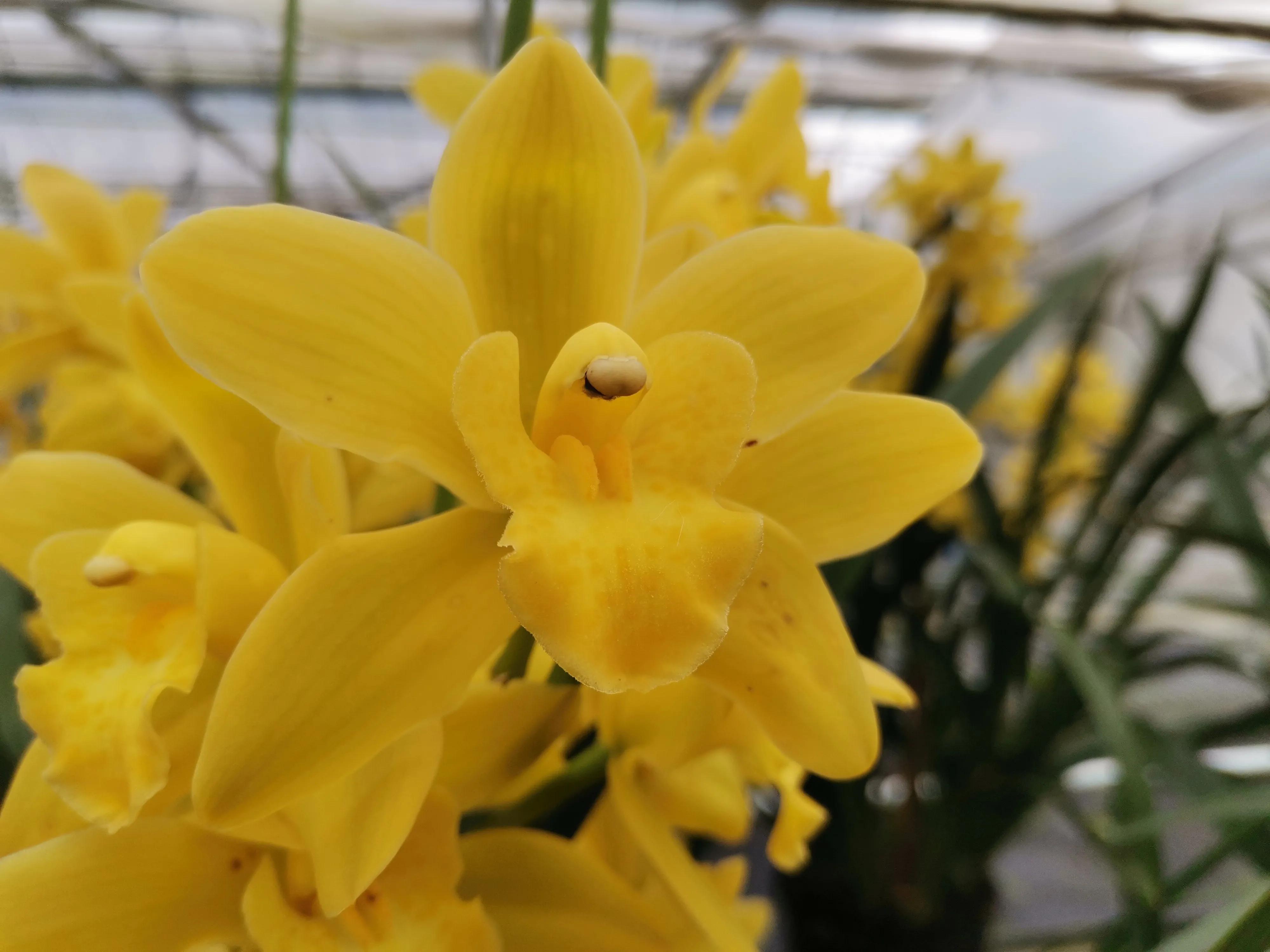 大花蕙兰不开花怎么回事,大花蕙兰花开后怎么处理好