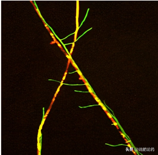 西瓜使用复合微生物肥,西瓜微生物菌剂肥料怎么用