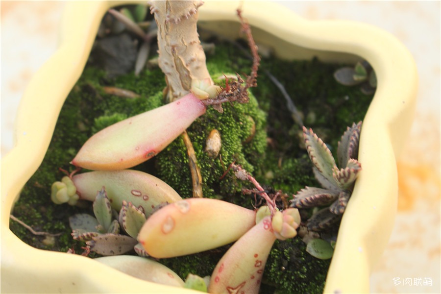 多肉青苔铺面,多肉各种铺面