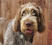 史毕诺犬,每日一狗苏格兰梗