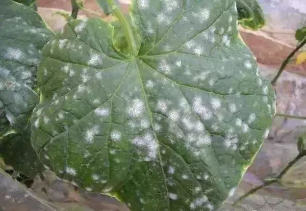 白化病的种类及图片,白化病常识图片大全