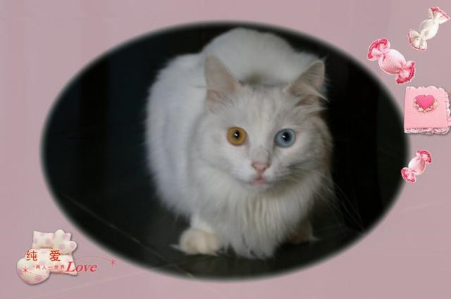 名贵猫咪的品种及图片大全,十大名贵猫咪品种排行榜