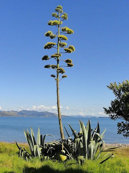 保证你没见过的新奇特植物 (令人大开眼界的植物世界)