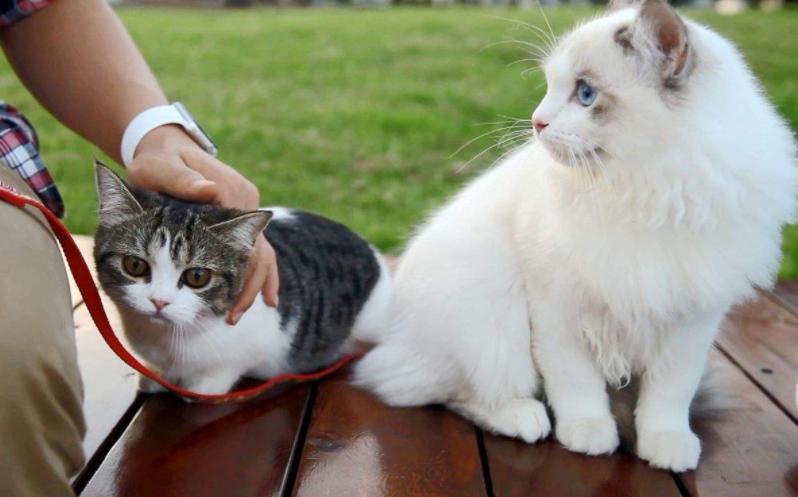 养猫的四个好处养了就是人生赢家,养猫的12个好处养过的人才懂