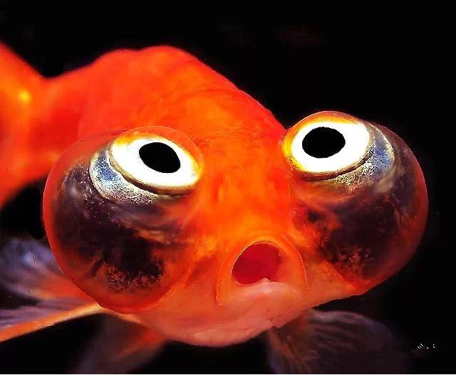 这些五彩斑斓的金鱼养眼又养心,最美的观赏金鱼值得一看