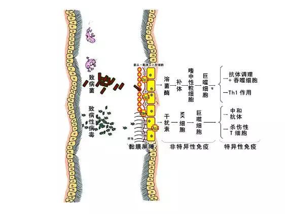 猪场带猪消毒=自残自害？消毒剂的正确使用，你都知道吗？