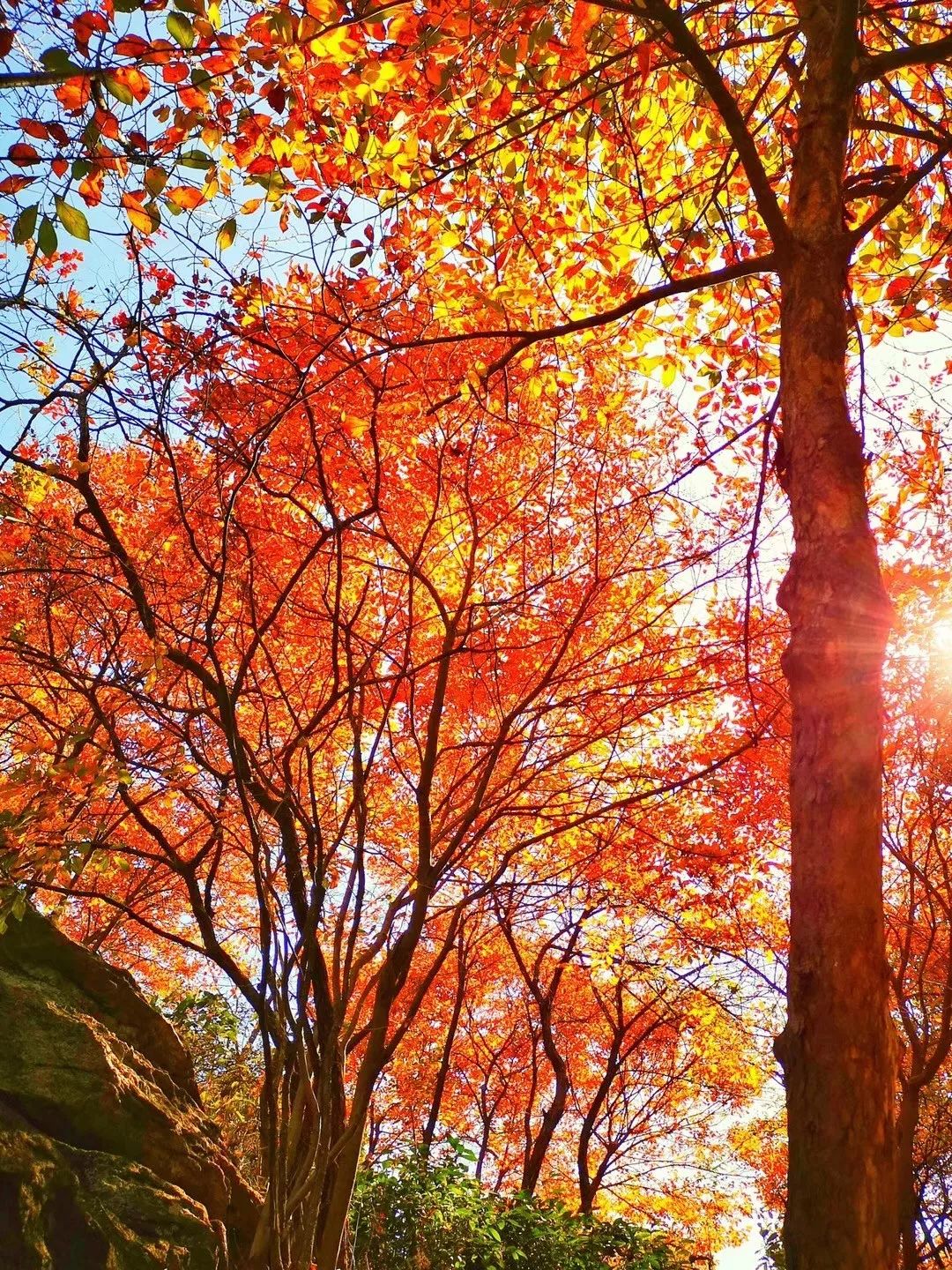秋天赏枫叶好去处,赏红叶正当时