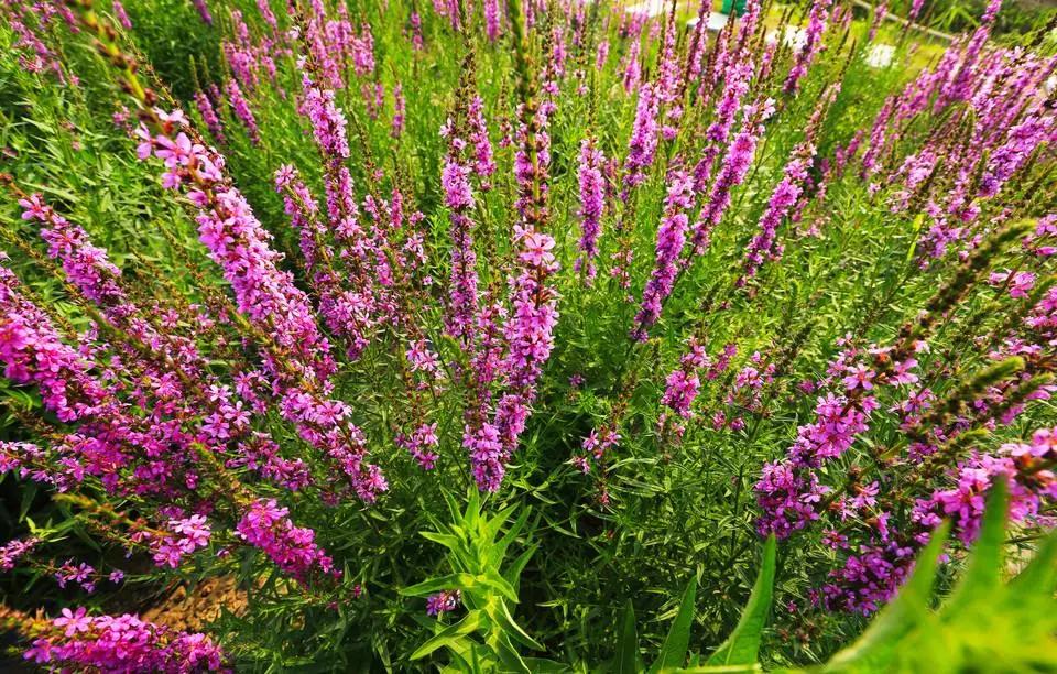 50种·蓝紫色系植物,尊享高贵典雅浪漫的视觉盛宴