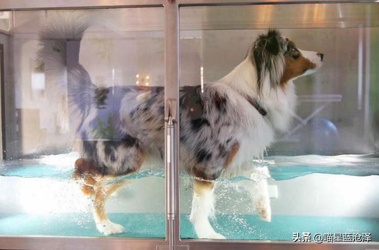 近来火热的宠物spa你知道吗？其实我们都错了，水疗是种医疗方式