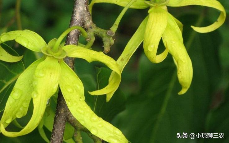小琼聊三农:香水原产料,与您分享依兰花的种植小技巧及管理方法