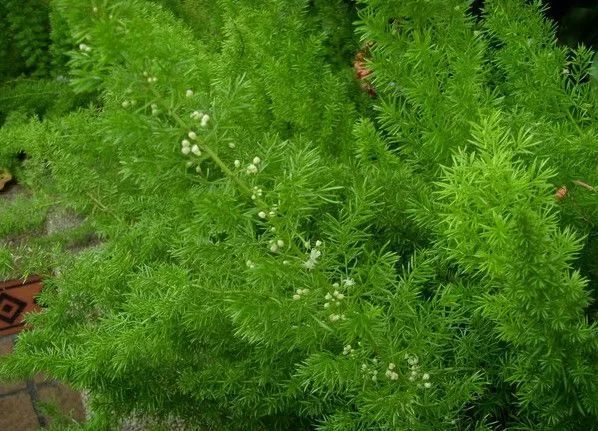 100种常见观叶植物图鉴史上最全,农村常见的100种植物