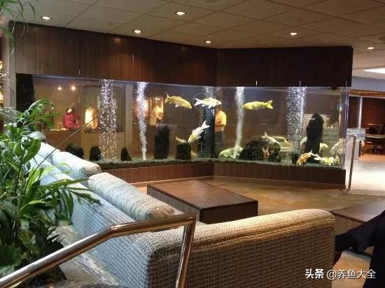 新池锦鲤养水正确方法,锦鲤池无水养锦鲤怎么养的