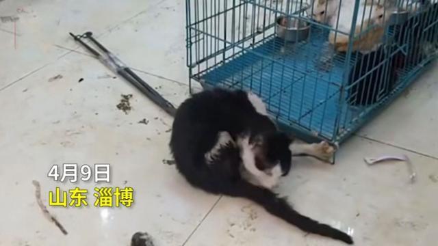 大学生虐猫事件发生在什么时候,19岁少年虐猫事件