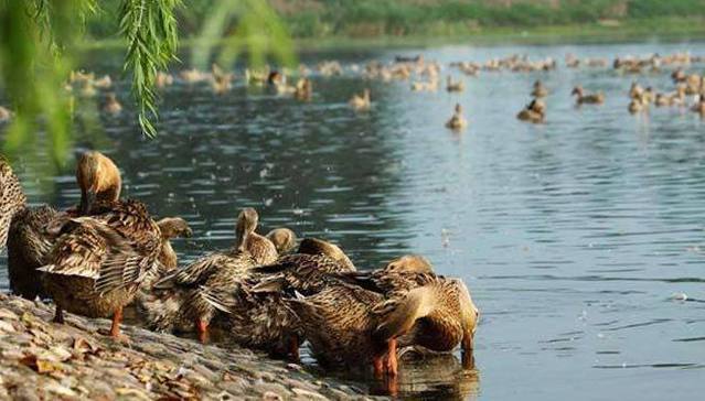 端午节不仅仅只吃粽子,端午节到了你有记得吃粽子吗