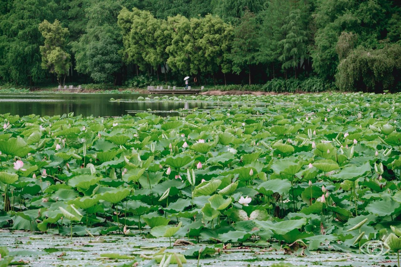 深圳洪湖公园7月18号还有荷花吗,深圳洪湖公园现在有荷花开吗