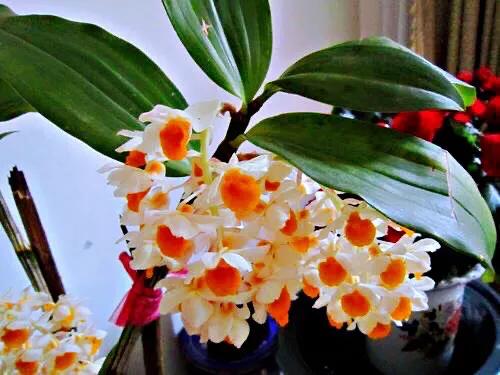 球花石斛珍稀图片,石斛球花品种大全