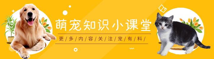 狗狗贪玩贪吃停不下来？专业训犬师教你如何让狗狗“适可而止”