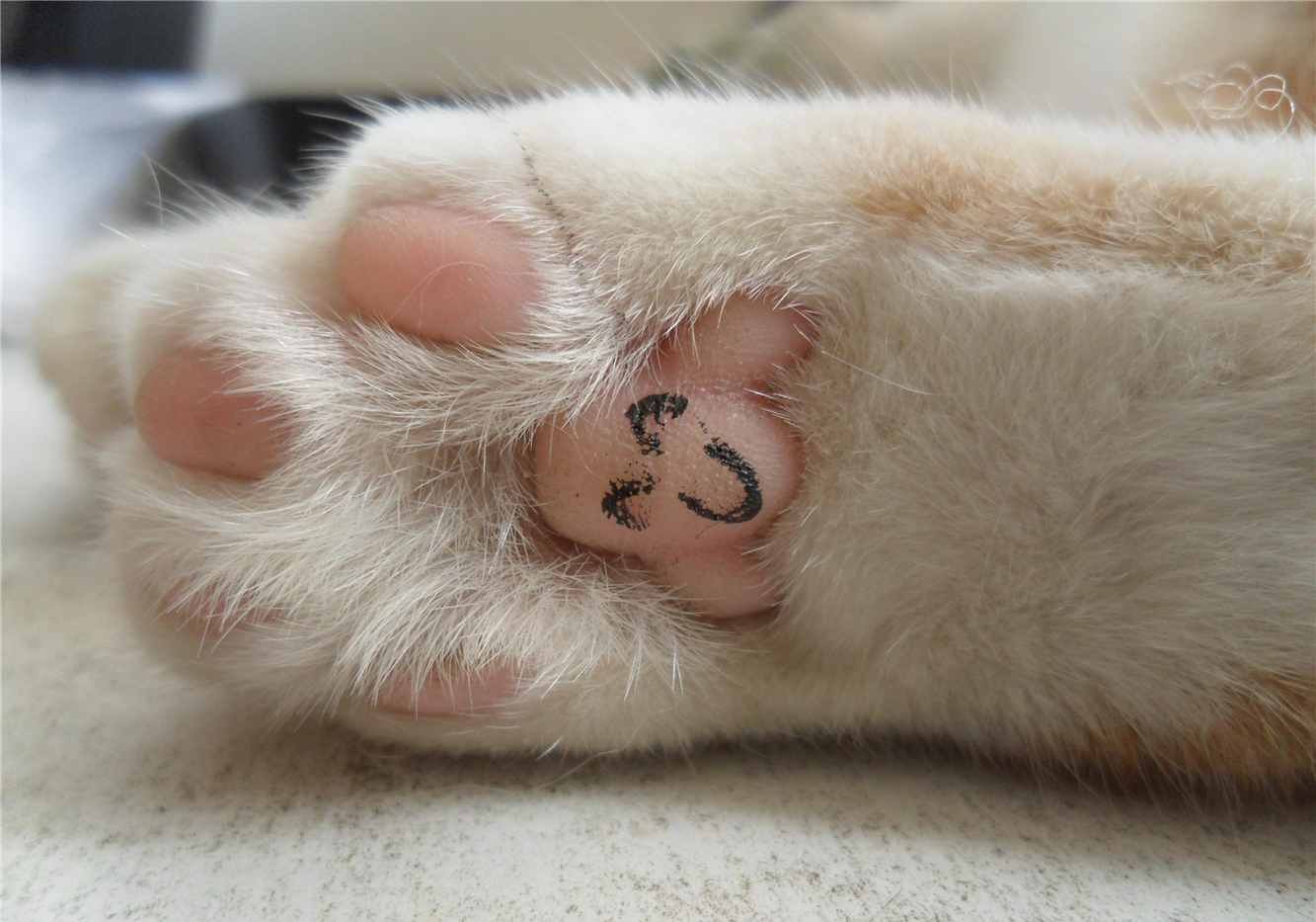 被猫抓伤确诊猫抓病,被猫咪抓了会得猫瘟吗