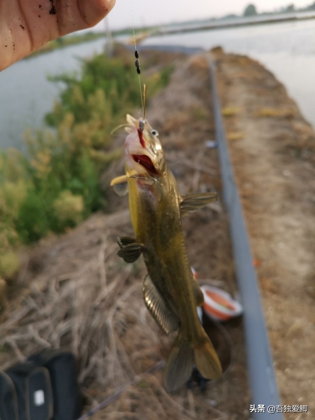 为什么大板鲫吃口很轻,大板鲫一般多少度吃口