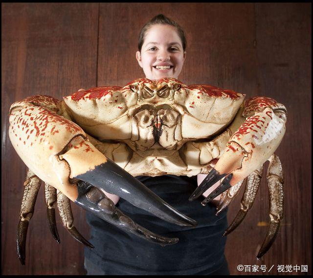 螃蟹买回来吃不完怎么存放,买回来的螃蟹暂时不想吃怎样保鲜