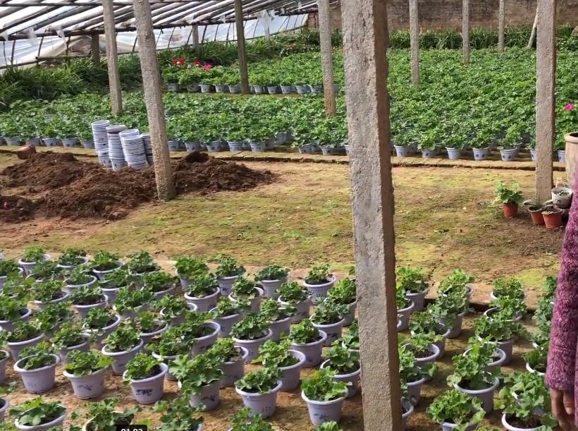 老奶奶种天竺葵,天竺葵大棵老桩