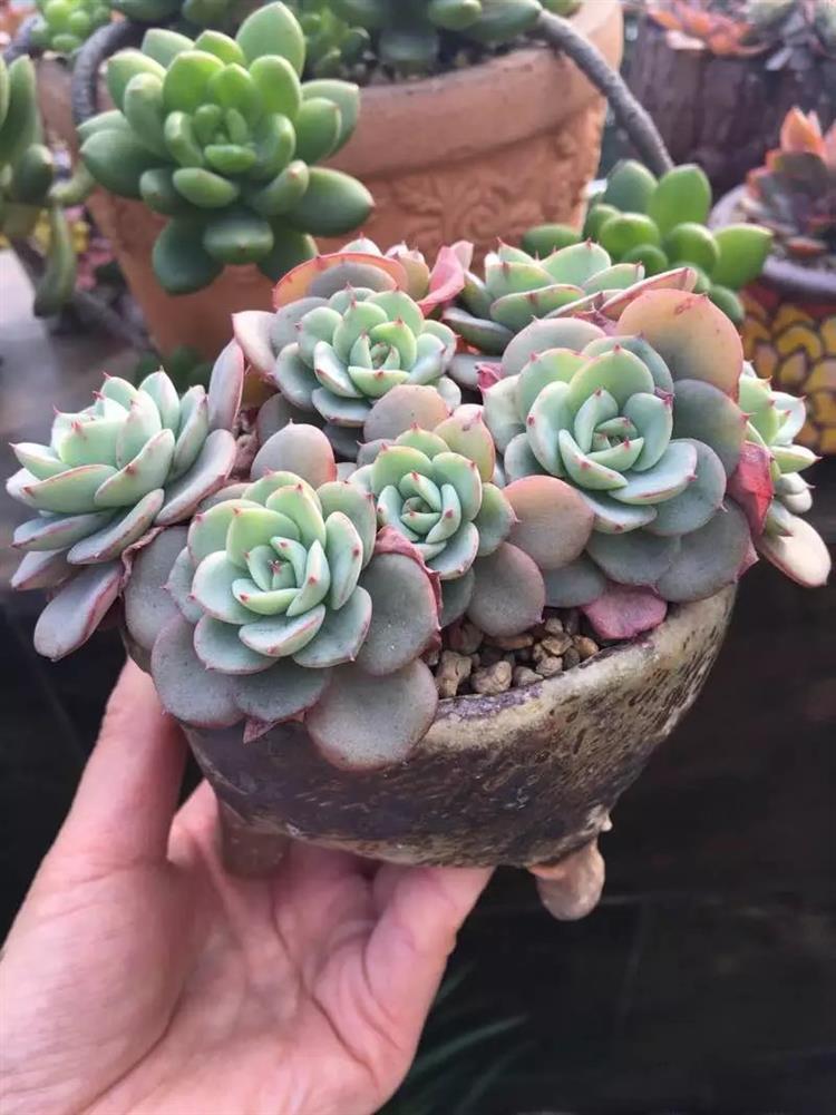 多肉长出侧芽怎么处理图解,多肉长侧芽怎么处理