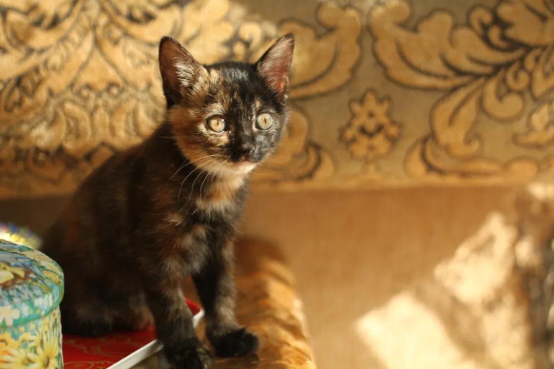 新手养猫小指南,新手养猫攻略