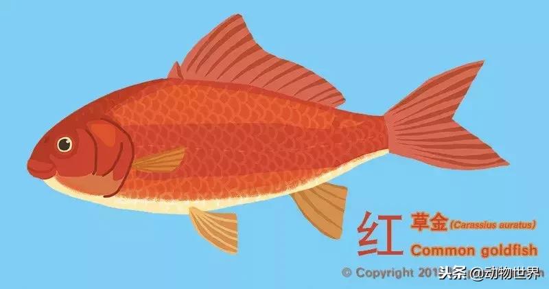 草金金鱼怎么养,草金咬金鱼