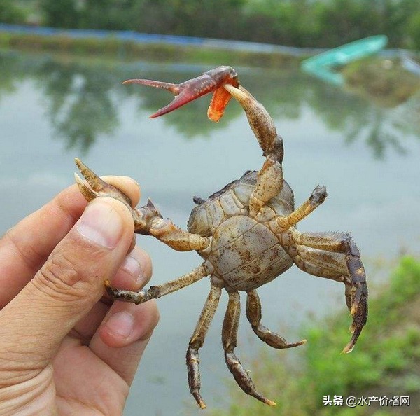 阳澄湖大闸蟹今日开捕,阳澄湖大闸蟹明天开捕