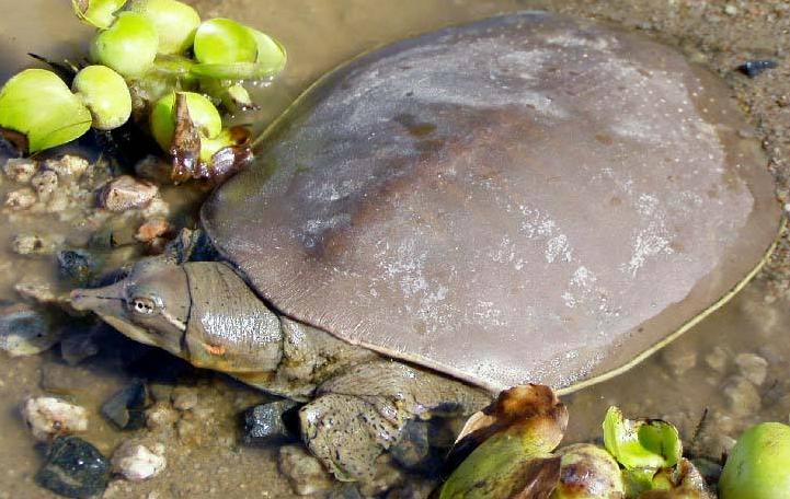 甲鱼怎么处理最简单,甲鱼怎样宰杀和清炖