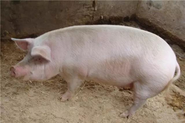 冬季养猪注意哪些病,养猪巧用生姜可以治这十种猪病