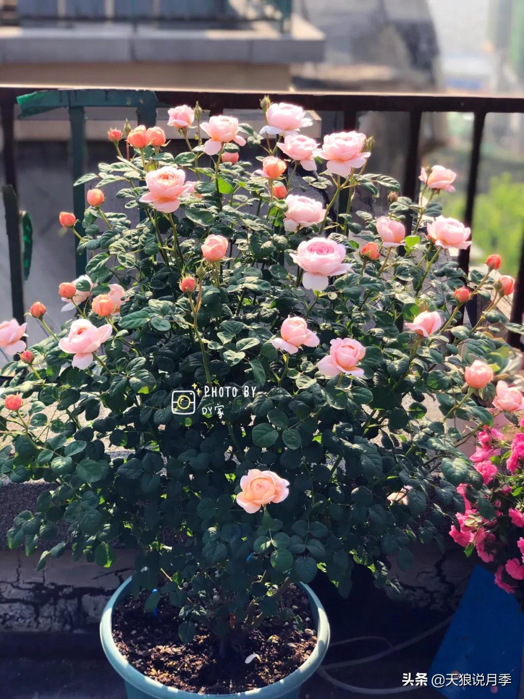 月季春季第一波花要不要剪,月季春季第一波花开后嫁接