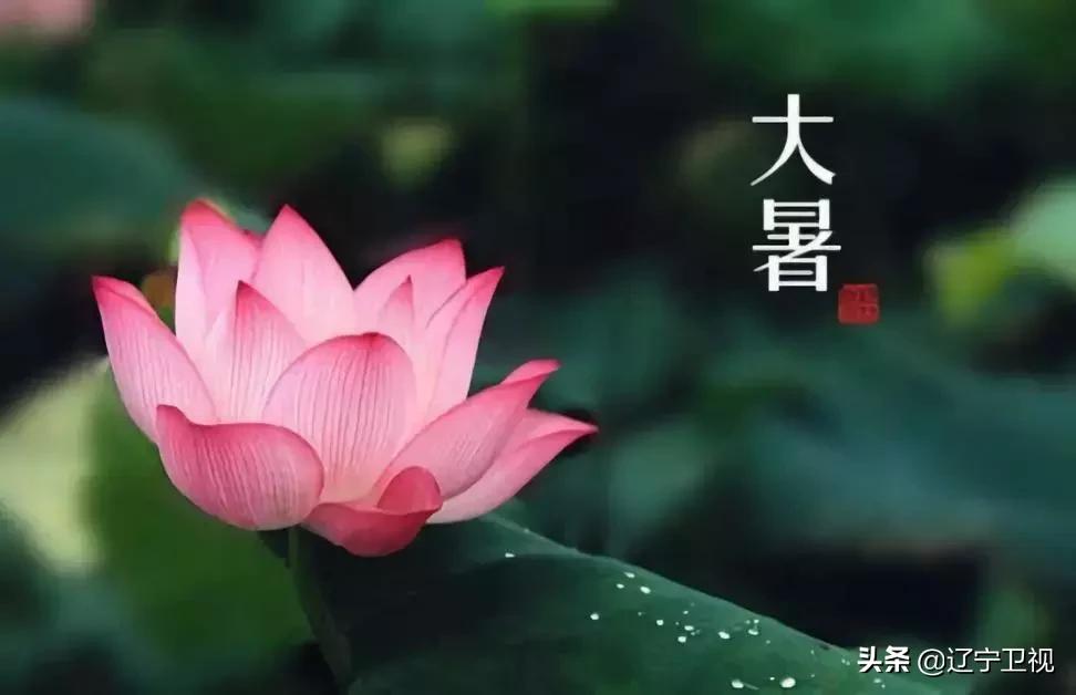 大暑酷热,大暑蝉鸣声