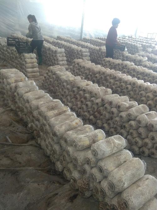 平菇种植方法及配料,平菇从种到采收要需要多长时间